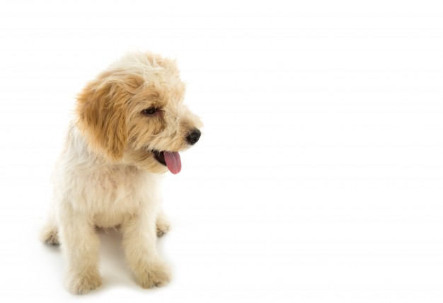 pavimento per cani migliore pavimento per cani, agility dog,  palestra cani,  sport cani,  ambulatorio veterinario