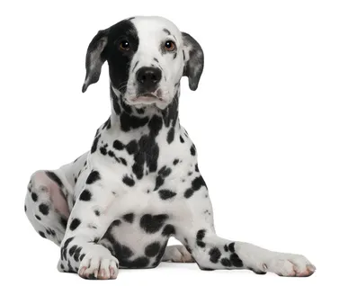 pavimenti per cani pavimenti per canili pavimento per box cani pavimenti per box cani