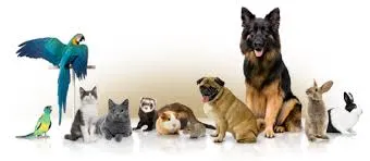 pavimenti per canili migliore pavimento per cani e agility dog, 