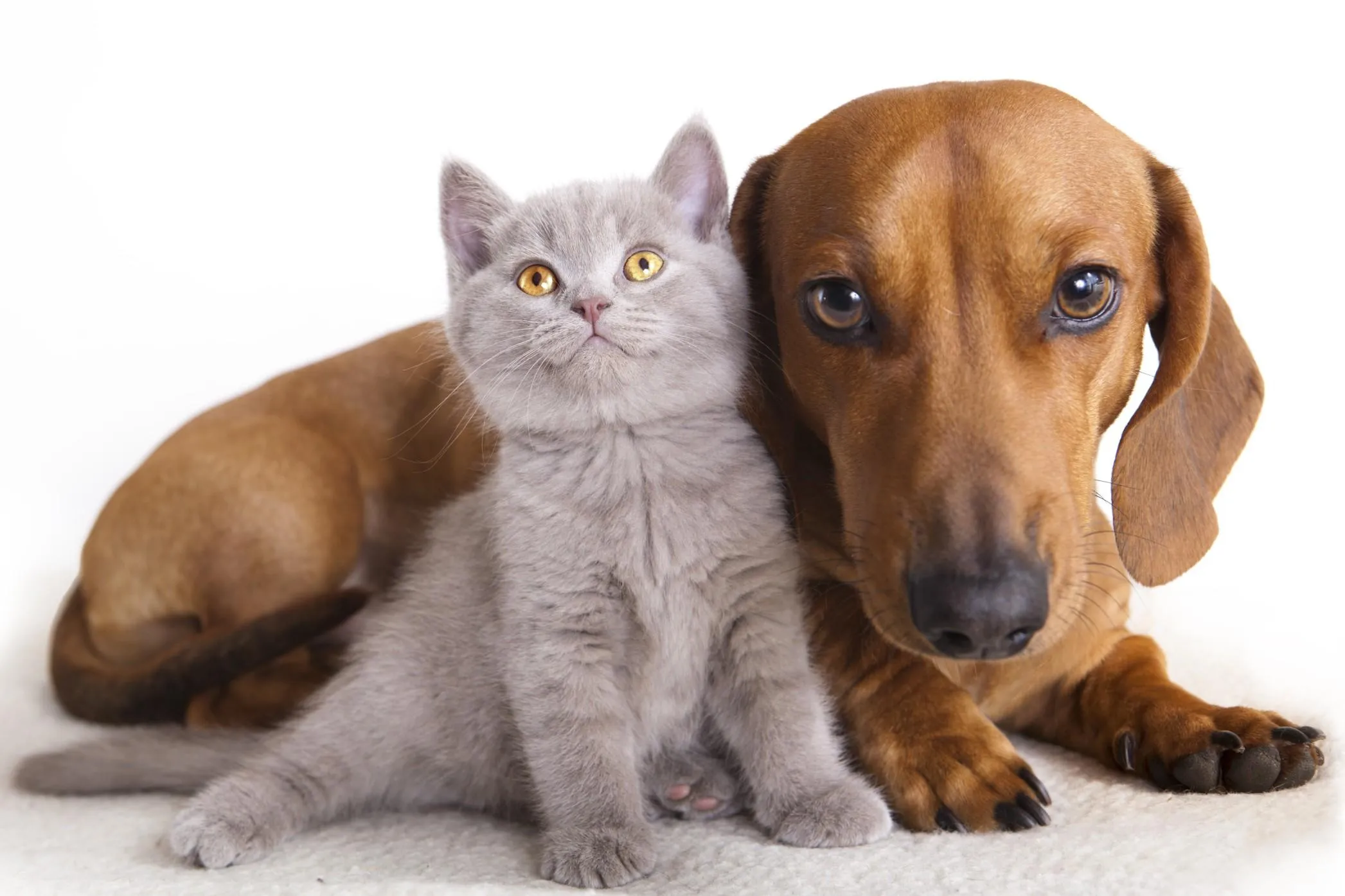 pavimenti per animali PAVIMENTI PETS | I migliori pavimenti per animali - Nanni Giancarlo