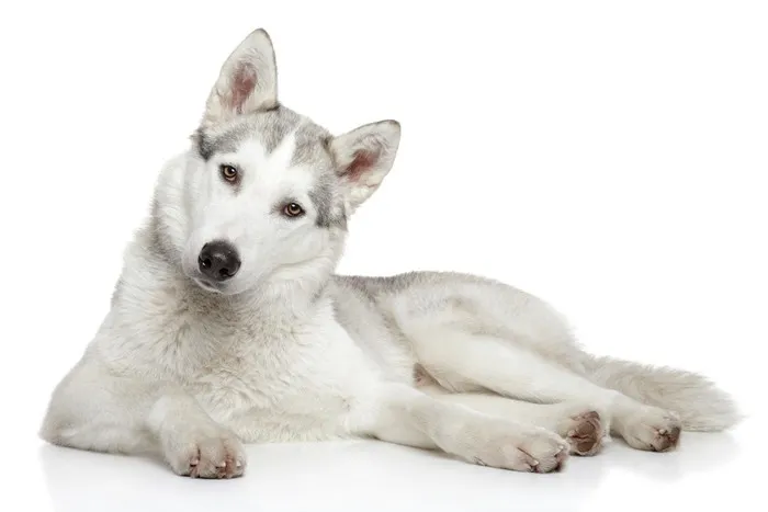 pavimento per cani