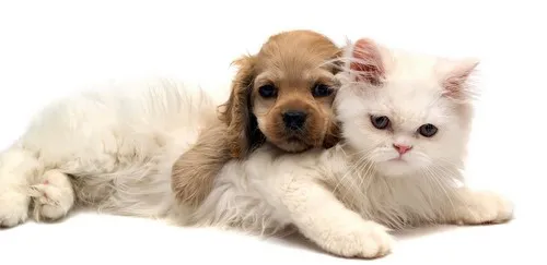 pavimento per cani 35