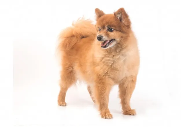 pavimenti per cani e parquet cane e parquet gatti e parquet