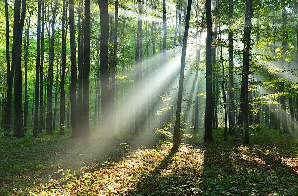 carta da parati 3d effetto prospettiva bosco
