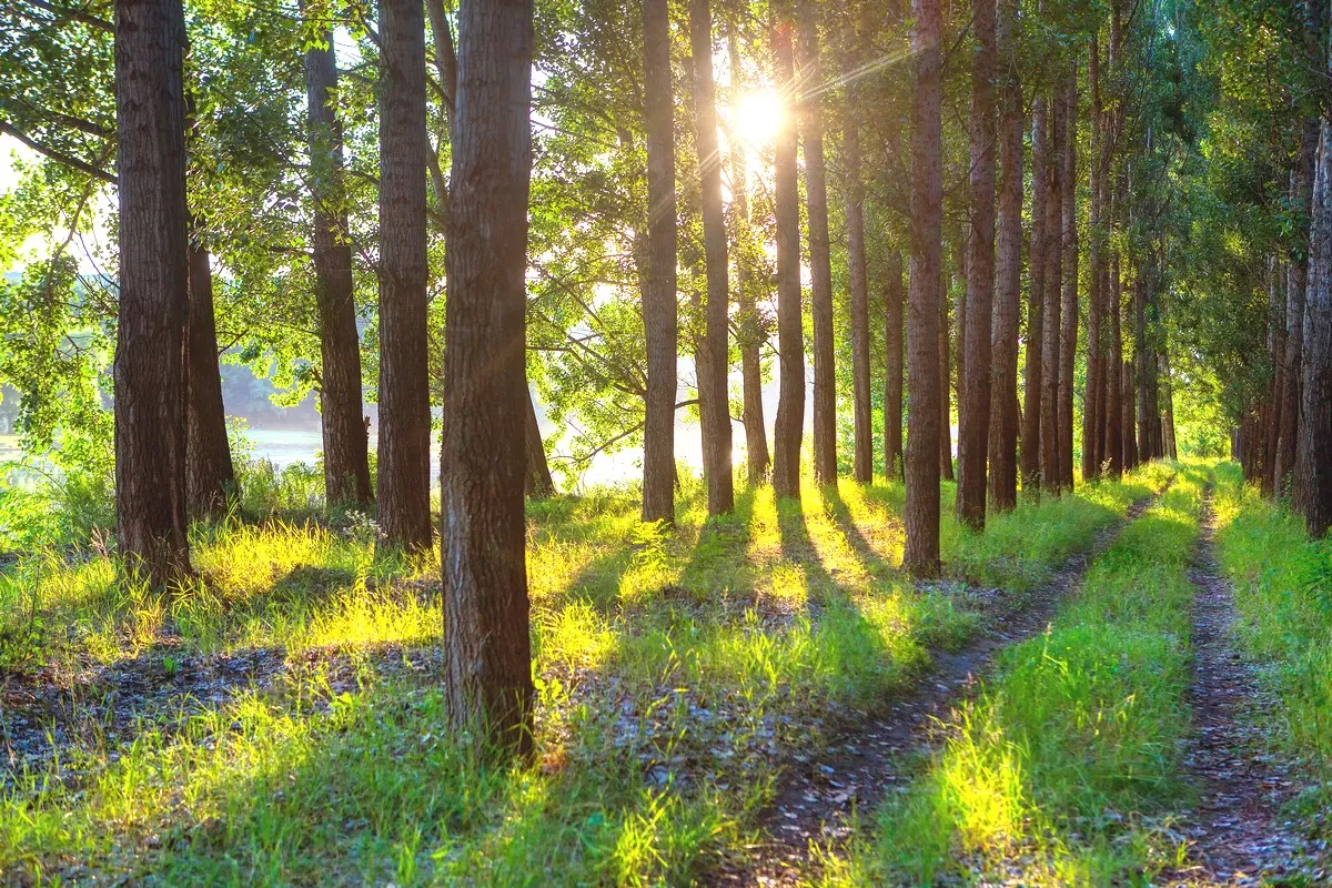 carta da parati effetto tridimensionale prospettiva foresta carta da parati effetto profondit&agrave; carta da parati 3d paesaggi