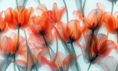 TULIPANI | Grandi fiori alle pareti