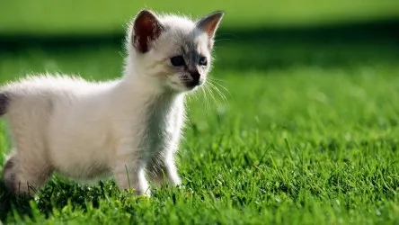 Prato Pets - Prato Sintetico adatto per animali con trattamento antibatterico