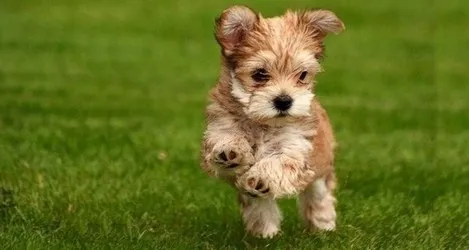 PRATO PETS | Prato sintetico per cani prezzi a mq. a preventivo