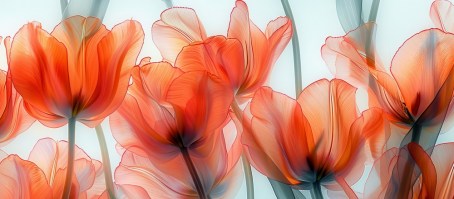 TULIPANI | Grandi fiori alle pareti 