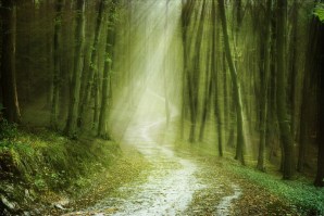 FORESTA 143 | Carta da parati bosco foresta alberi