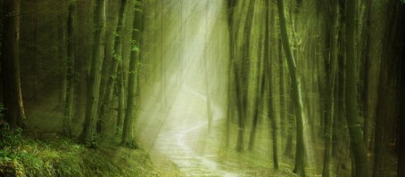 FORESTA 143 | Carta parati bosco alberi sole
